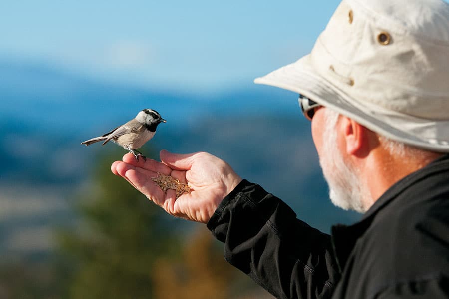 Bird sitting on man's hand.