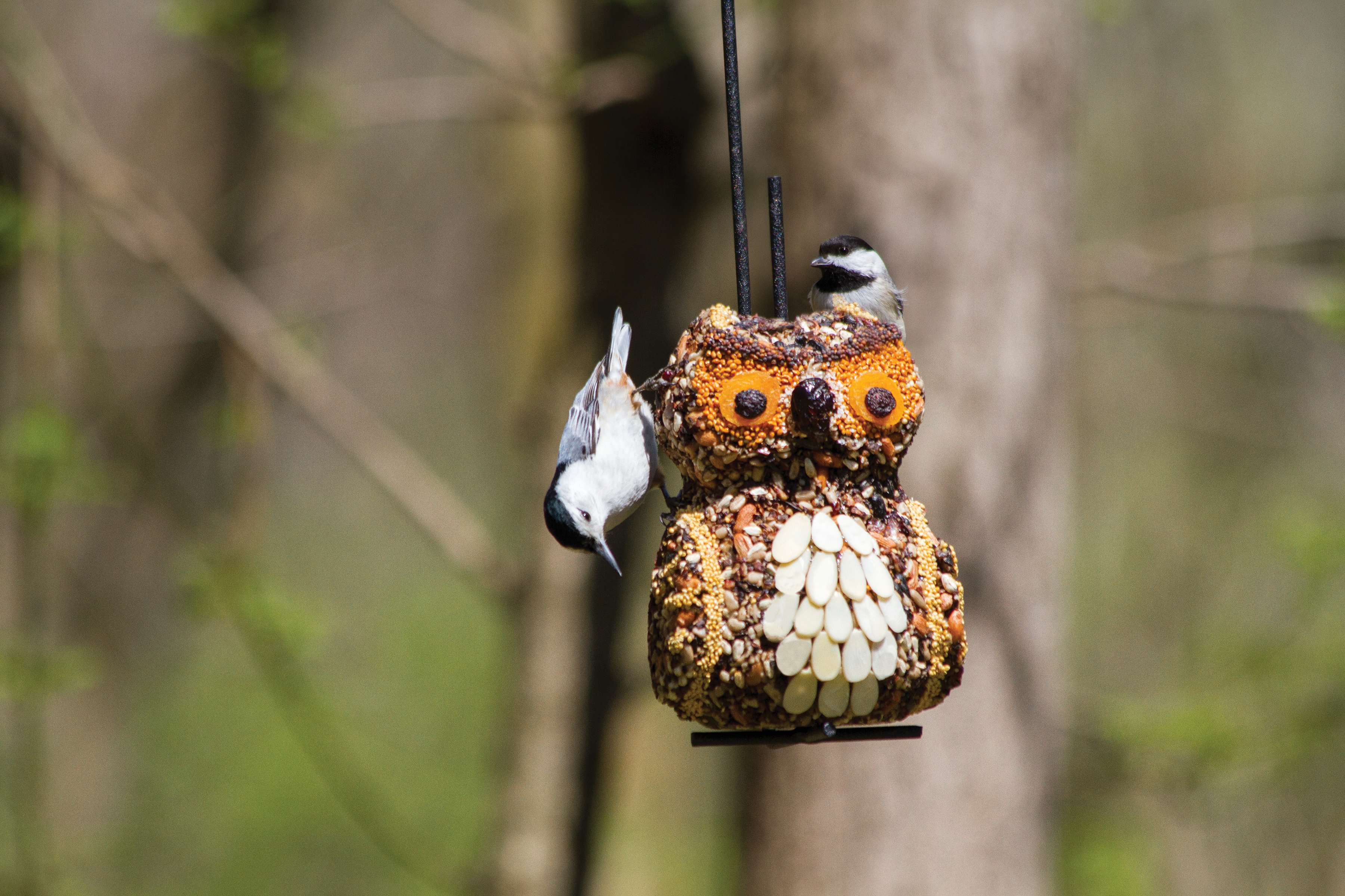 Step 1: Beginning Your Journey with Wild Birds Unlimited