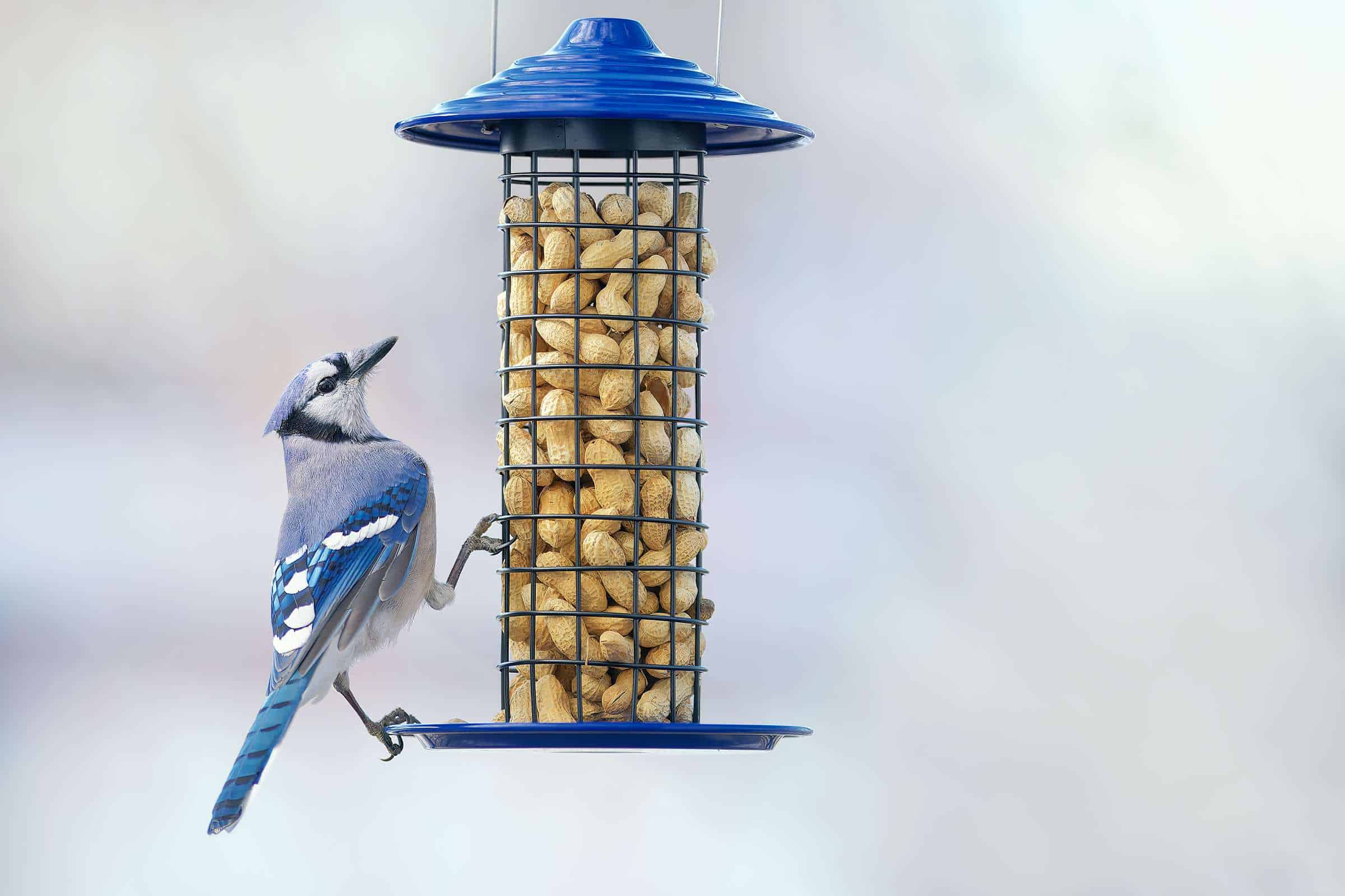 Step 2: Validation — Learning from Those Who Know Best