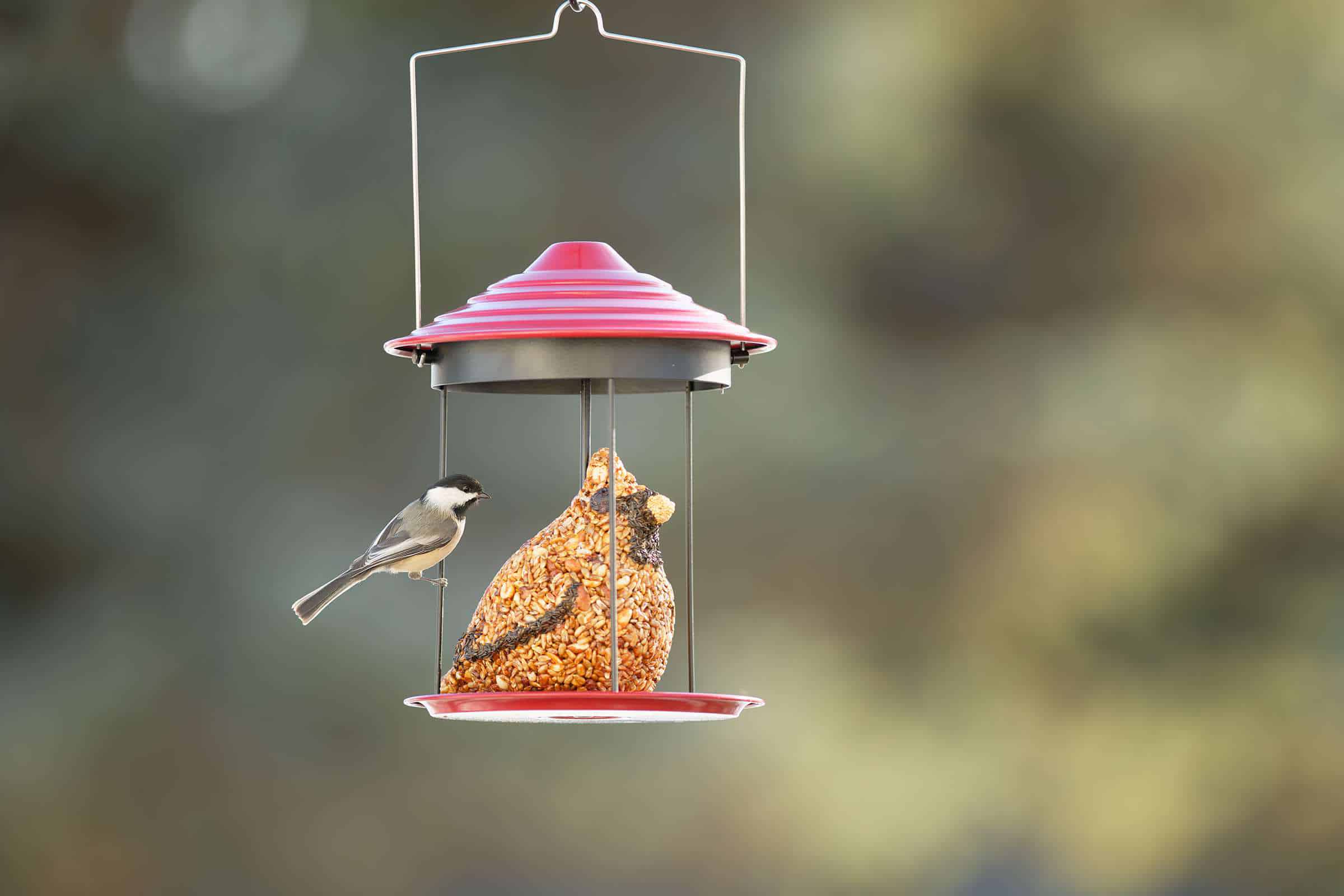 Why Purpose-Driven Millennials Choose Wild Birds Unlimited Over Startup Risk