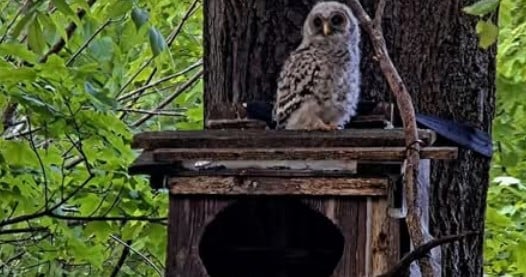 WBU Barred Owl Cam
