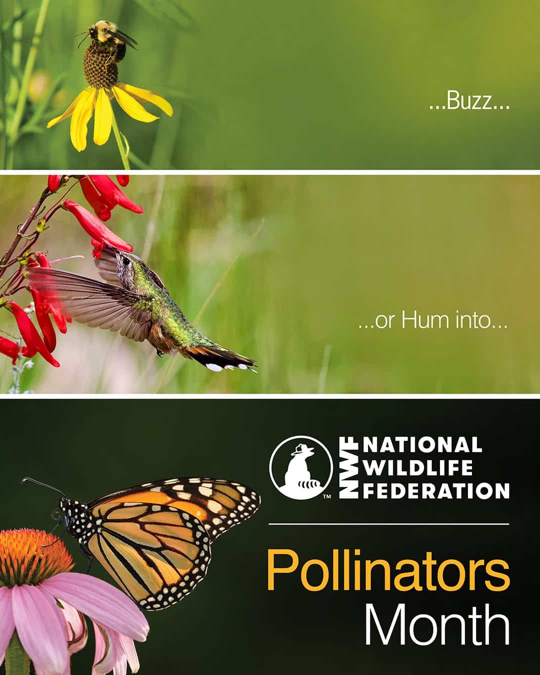 Celebrating Pollinator Month: Why Pollinators Matter More Than Ever