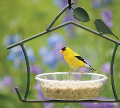 Rewriting Your 9-to-5 Story: How Millennials Build Nature-Focused Careers with Wild Birds Unlimited, Inc.